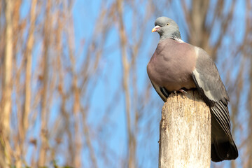 A Common Wood Pigeon sits perched on top of the remains of a dead tree trunk, which provides it with a good vantage point to overlook the terrain, during a warm sunny spring afternoon in England.