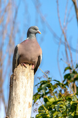 A Common Wood Pigeon sits perched on top of the remains of a dead tree trunk, which provides it with a good vantage point to overlook the terrain, during a warm sunny spring afternoon in England.