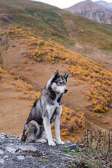 Fototapeta premium Siberian husky dog mountain Georgia Autumn 