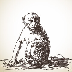 monkey