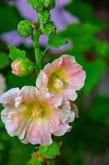  mallows, pink mallow flowers on a green leaves background