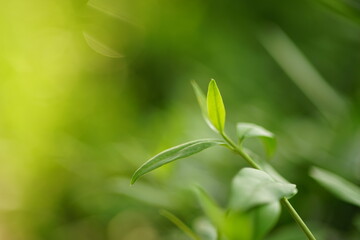 Young green leaves grow in a sunny garden.