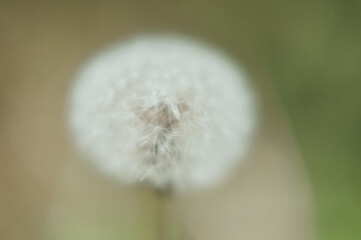  background: one fluffy blurred white dandelion