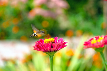 Brazhnik butterfly over a pink flower on colorful background