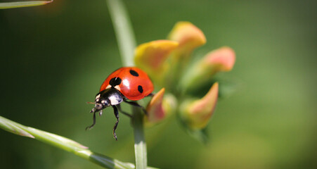 Ladybug 8502