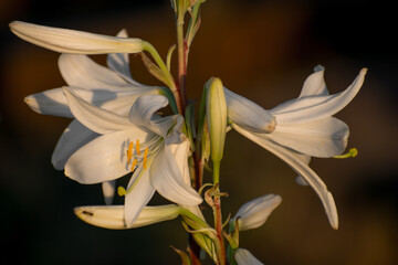 White lily at sunset. Beautiful white flower