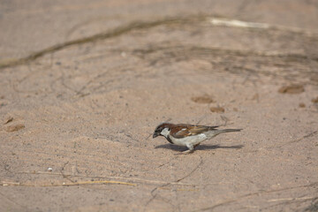 Java Sparrow is on a ground