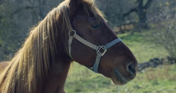 Brown horse with harness outdoors in nature - side profile