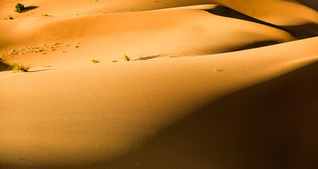 Fototapeta na wymiar The Sahara: Earth's Largest Hot Desert