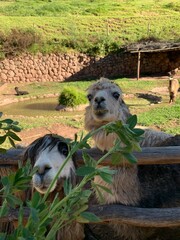 lama and alpaca in the farm, Peru © OLENA LIALINA