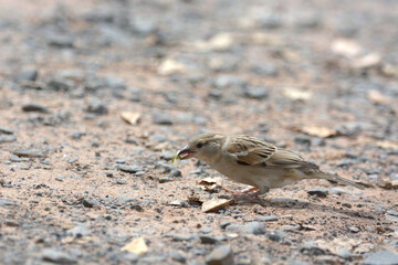 Java Sparrow is on a ground