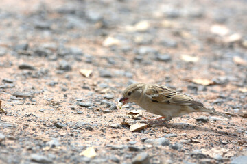 Java Sparrow is on a ground