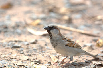 Java Sparrow is on a ground