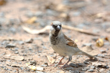 Java Sparrow is on a ground