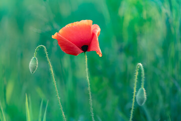 Wild poppy flower growing on a summer meadow