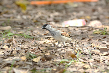Java Sparrow is on a ground