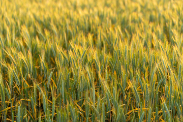 Wheat field. Background of ripening ears of wheat field.