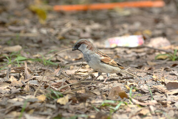 Java Sparrow is on a ground