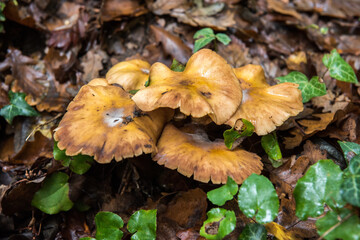 mushroom in forest with nature background