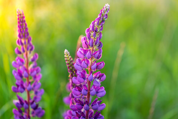Lupine flowers blooming on a summer meadow