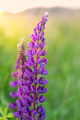 Lupine flowers blooming on a summer meadow