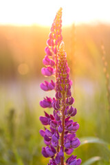 Lupine flower blooming on a summer meadow