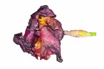 flower leaves isolated on white background