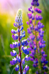 Obraz premium Lupine flowers blooming on a summer meadow