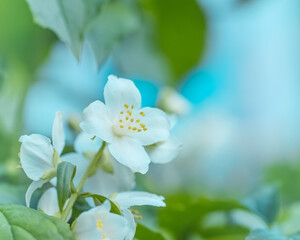 Fototapeta na wymiar bush blooming jasmine close-up. background with Jasmine flowers.