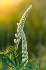 Lupine flowers blooming on a summer meadow