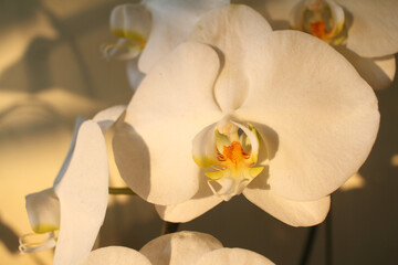 Naklejka na ściany i meble Moth Orchid