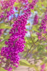 Obraz premium a bush of blooming lilac against a background of blue sky and clouds. spring background with lilac flowers. lilac in the park.