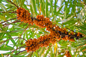 sea ​​buckthorn, ripe sea buckthorn berries between green leaves