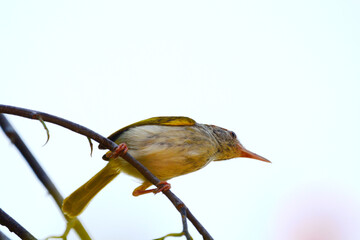 Common Tailorbird is on a tree branch