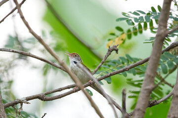 Common Tailorbird is on a tree branch