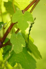 Vivid green grape leaves grow in the sunny summer garden