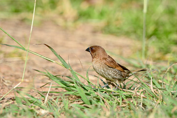 scaly-breasted munia is on a grass
