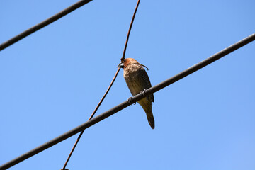 scaly-breasted munia is on a wire