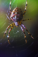 big spider closeup, Close up European garden spider sitting in a spider web