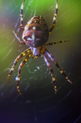 big spider closeup, Close up European garden spider sitting in a spider web