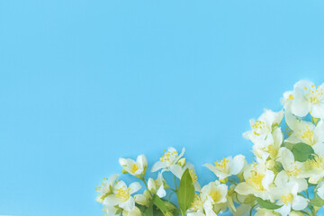 branches of blooming jasmine on a blue background top view. frame with jasmine flowers.
