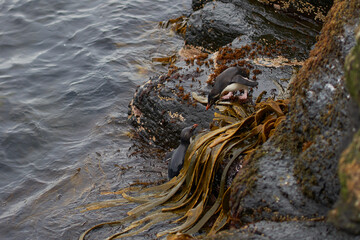 Southern Rockhopper Penguins (Eudyptes chrysocome) coming ashore on the rocky cliffs of Bleaker Island in the Falkland Islands