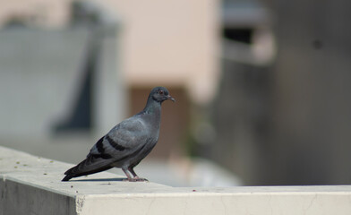 pigeon sitting on the railing