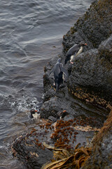 Southern Rockhopper Penguins (Eudyptes chrysocome) coming ashore on the rocky cliffs of Bleaker Island in the Falkland Islands