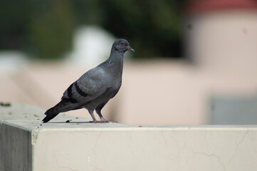 pigeon in the city
