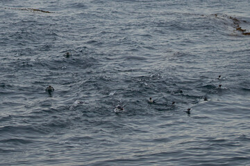 Fototapeta premium Southern Rockhopper Penguins (Eudyptes chrysocome) swimming in a large group before coming ashore on the rocky cliffs of Bleaker Island in the Falkland Islands.