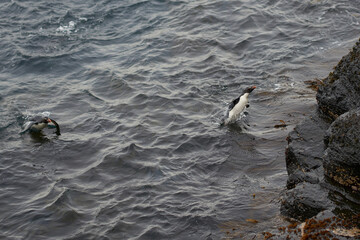 Southern Rockhopper Penguins (Eudyptes chrysocome) coming ashore on the rocky cliffs of Bleaker...
