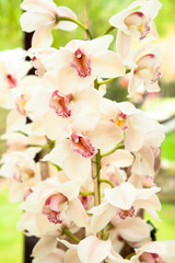 Naklejka na ściany i meble Beautiful white and pink Orchids on a branch.