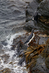 Southern Rockhopper Penguins (Eudyptes chrysocome) coming ashore on the rocky cliffs of Bleaker Island in the Falkland Islands