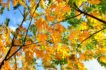 Bright orange, yellow and green autumn leaves against a blue sky. Concept of fall and change of seasons. Selective focus.